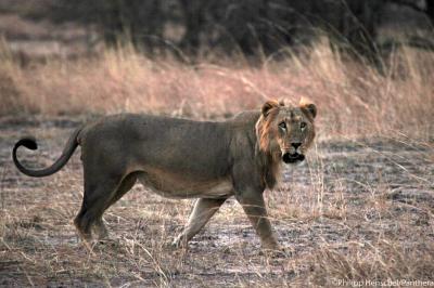 A Lion in West Africa