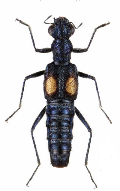 <i>Dianous ningxiaensis</i>