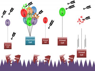 Why Chemotherapy Targets Some Cells, Spares Others (1 of 6)