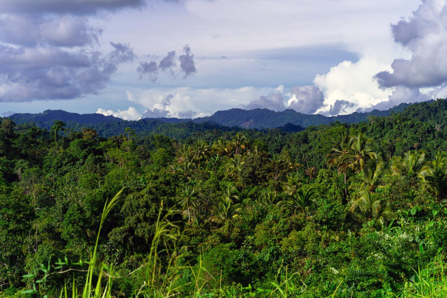 New Guinea Forest