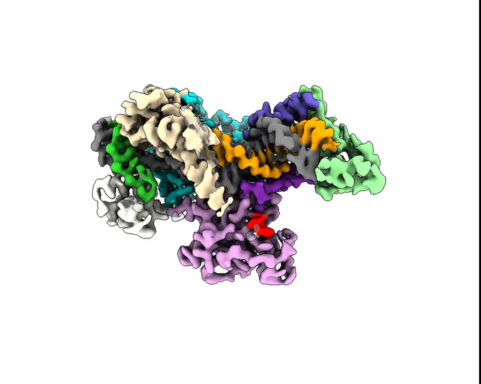 Structure of CRISPR-Cas12