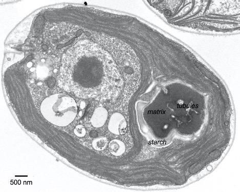 Princeton researchers discover how Rubisco self-assembles