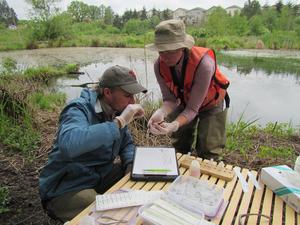 Scientist swabs newt for BSal USGS Photo by Brome McCreary