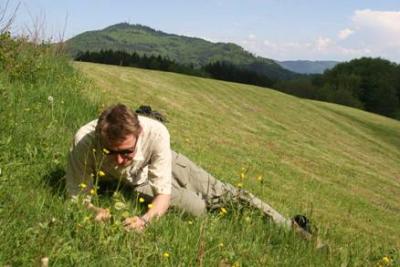 Searching for Butterfly Larvae