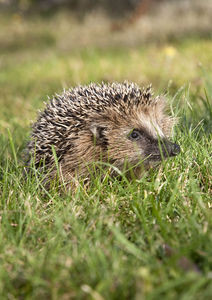 Hedgehog