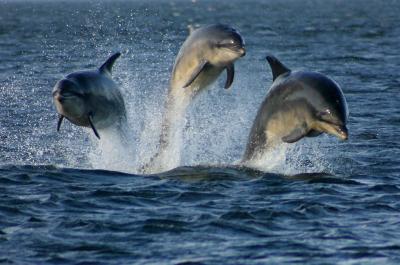 Dolphins
