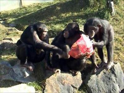 2 Female Chimpanzees Take Food from a Male 