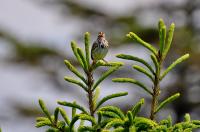 Savannah Sparrow Wintering