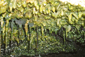 Microbial mats