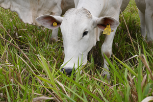 Livestock graze on improved grasses