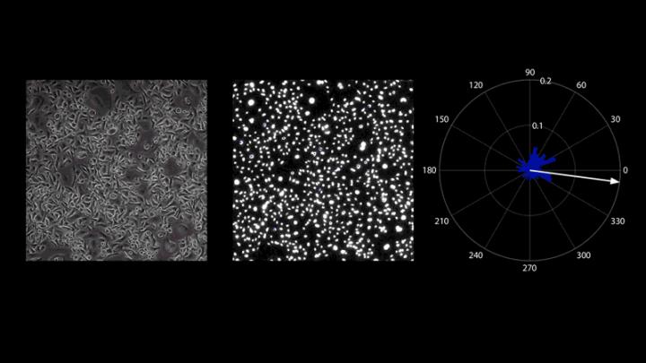 Cells move in a circle