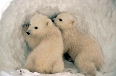 Ancient DNA from Rare Fossil Reveals that Polar Bears Evolved Recently and Adapted Quickly (1 of 2)