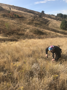 Research assistant Peter Hoch collects prairie soil samples in Moscow, Idaho.