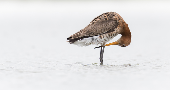 Black Tailed Godwit (Limosa limosa)_Robert-Blanken