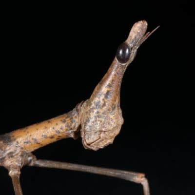 A Female Horsehead Grasshopper