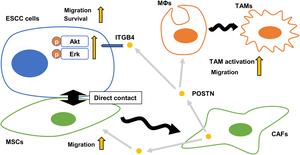 Schematic diagram of roles of periostin (POSTN) in the esophageal squamous cell carcinoma (ESCC) microenvironment.