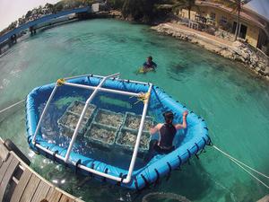 Coral kindergarten, aka coral nursery, CRIB