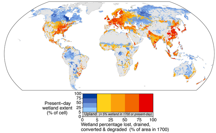 Global map of wetland loss