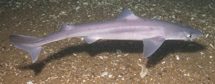 Pacific Spiny Dogfish Shark: <i>Squalus Acanthias</i>