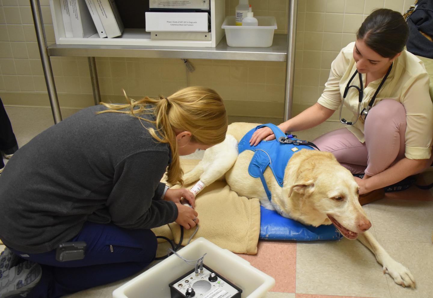 Canine Osteosarcoma Patient at Tufts University
