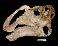 Skull of Gryposaurus monumentensis