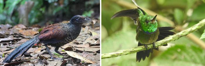 Ecuador Rainforest Birds