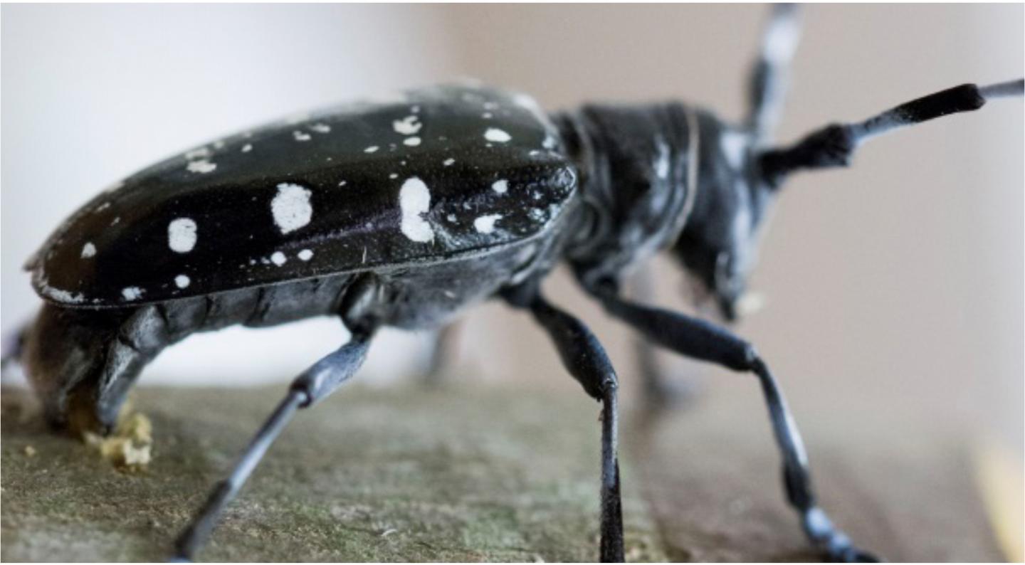 Asian Longhorned Beetle