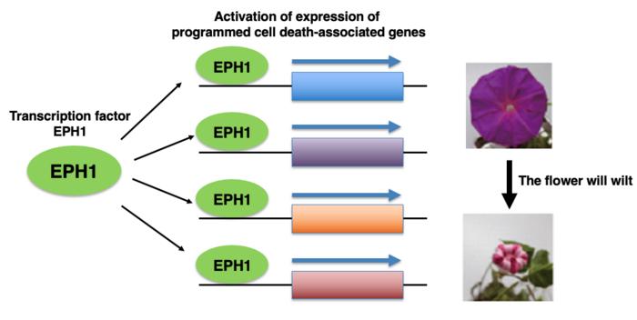 【Fig.1】EPH1 regulates flower longevity of Japanese morning glory