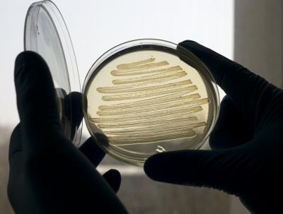 Synthetic Alkanes in a Petri Dish