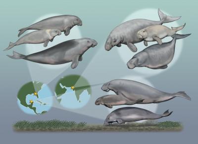 Multiple Species of Seacows Once Coexisted