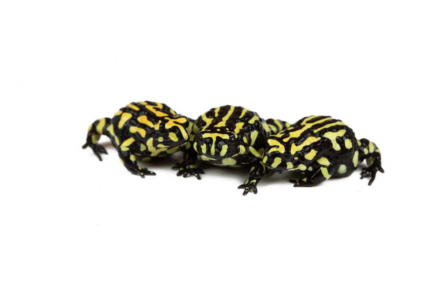 Corroboree Grog Trio