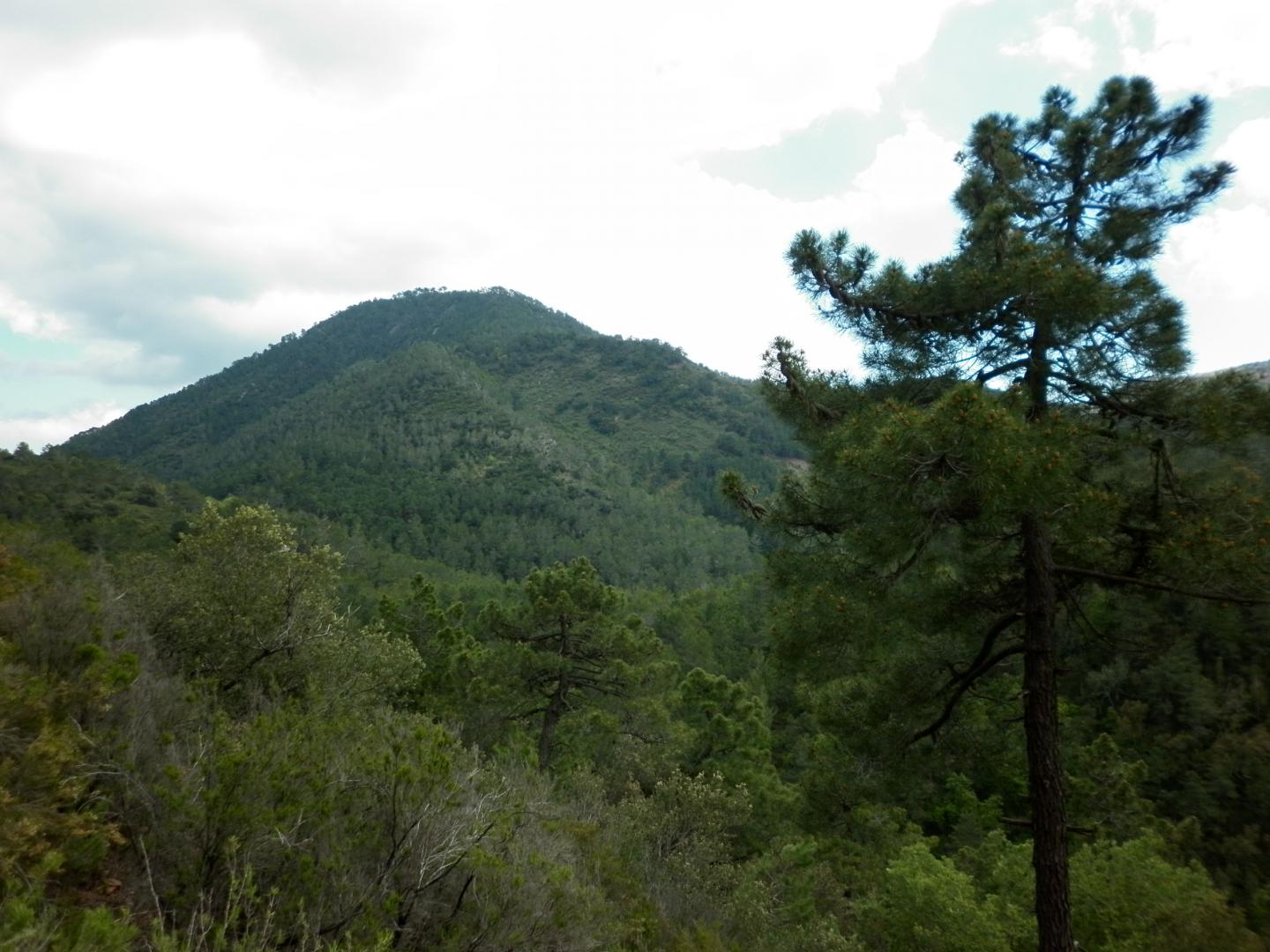 Maritime Pine Forest, Serra Calderona
