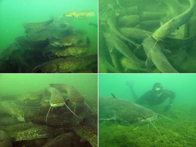 Wels Catfish (<I>Silurus glanis</I>) Aggregations (1 of 2)