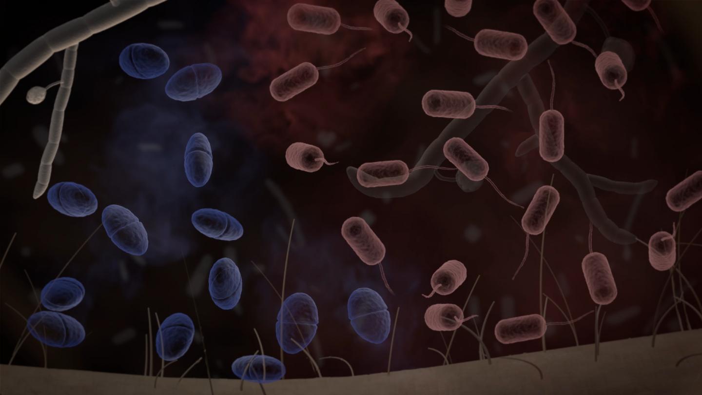 The Scent of Soil: The Smell of Soil Bacteria