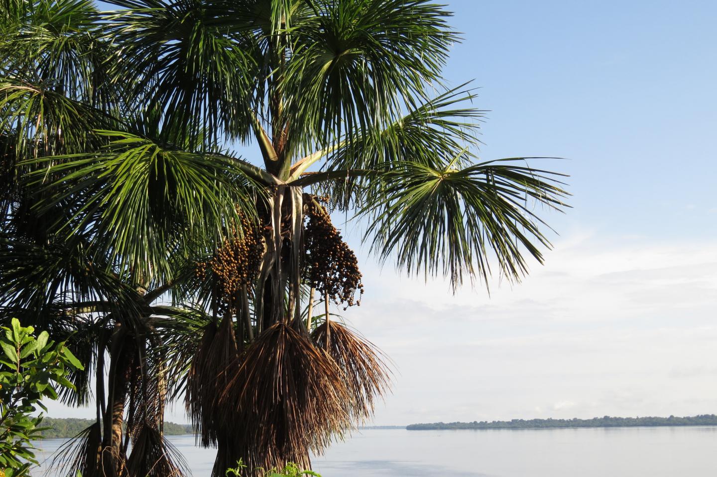 Plant Dominance in the Amazon Is Shaped by Past Civilizations (1 of 15)