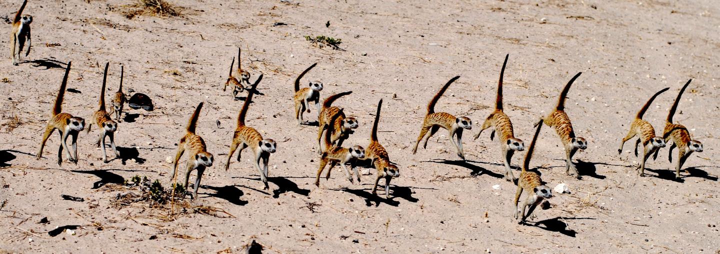 Meerkats at War