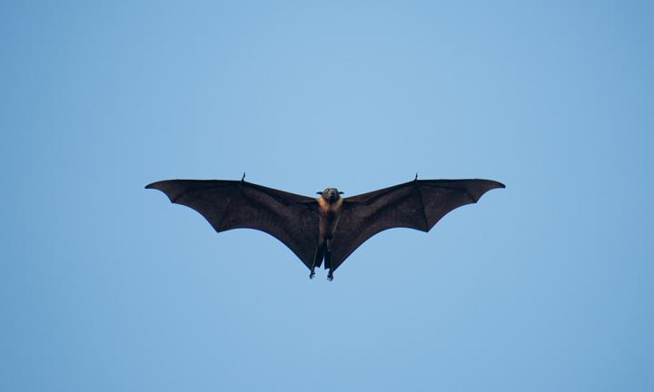 Bats Offer Clues To Treating COVID-19