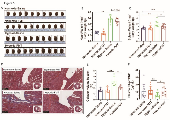 Fecal microbiota transplantation (FMT) resulted in attenuation of high-altitude heart disease.