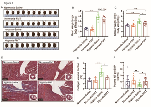 Fecal microbiota transplantation (FMT) resulted in attenuation of high-altitude heart disease.