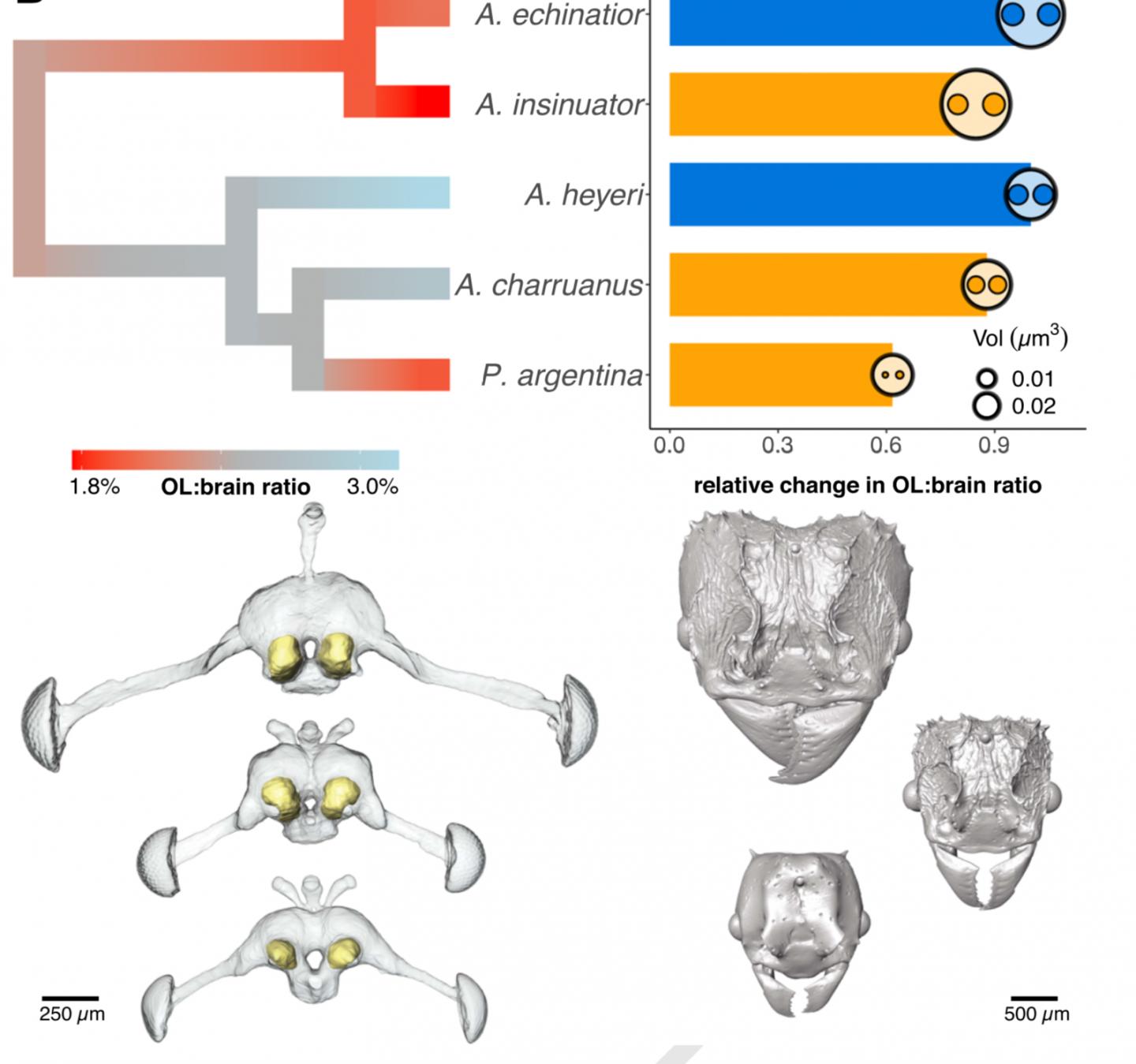 Regression of olfactory systems in inquiline parasites