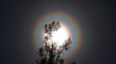 Pine Pollen Corona