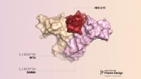 New Protein Binds to Better Receptors