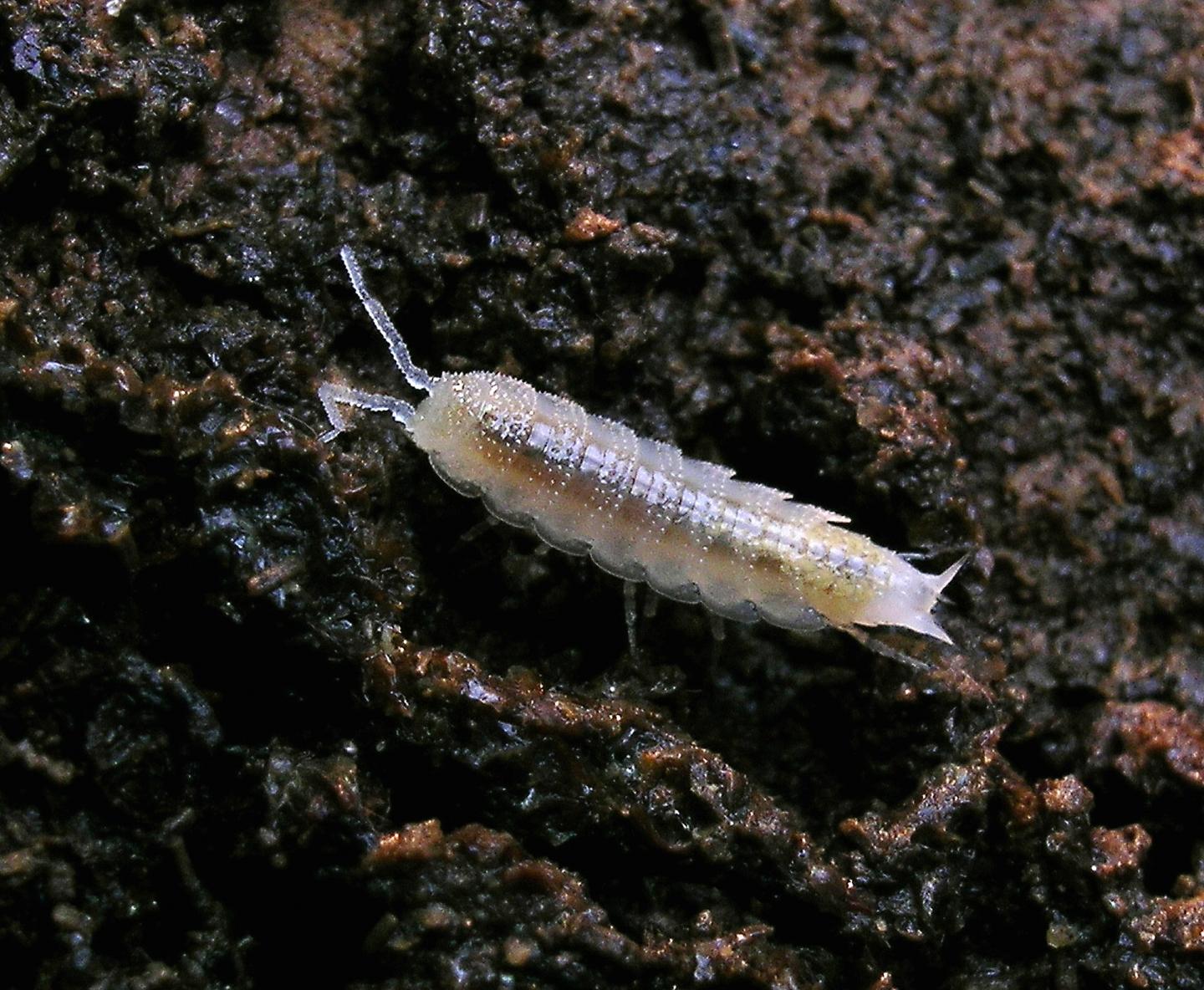 <i>Mesoniscus graniger</i>