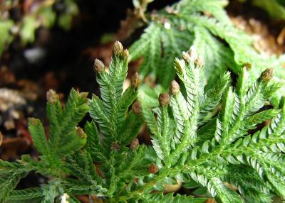 Spikemoss Genome Hints at Ancient Plant Transitions (1 of 3)