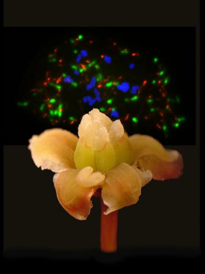 Genomic Secrets of the Sister to All Flowering Plants (2 of 15)