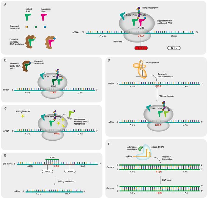 Mechanism of PTC readthrough strategies