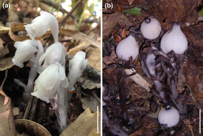 Suetsugu Small dispersers Silver dragon plant