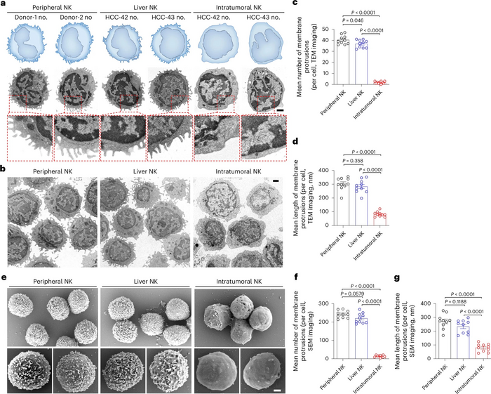 Tumors evade immune cytotoxici image eurekalert science news releases