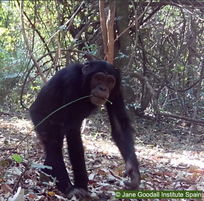 Los chimpancés utilizan diferentes tipos de memoria para encontrar los insectos escondidos bajo tierra