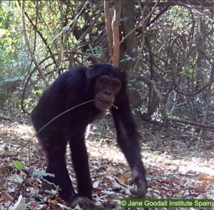 Chimpanzees use different types of memory to find insects hidden underground